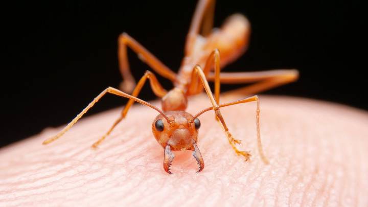 12 Types of Ants Spoiling a Picnic Near You