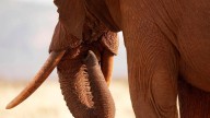 Tuesday is World Elephant Day. 5 things to know about the world's largest land mammals