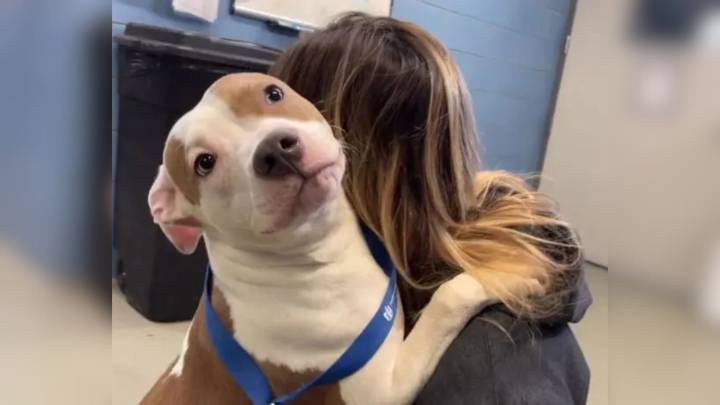 This Dog Was Abandoned Outside An Iowa Airport, And Now Her Owner Is Facing The Consequences