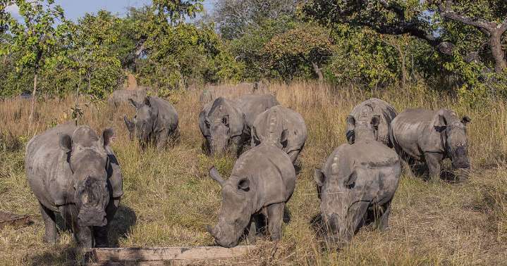 Well-known rhinocerous breeder among 6 arrested in South Africa over $14 million rhino horn trafficking scheme