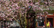 Japanese magnolias are looking frumpy 