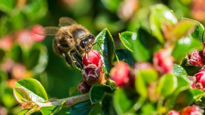 Con un cajón y un maple de huevos, creá el “hotel” perfecto para los insectos que benefician a tus plantas: seguí el paso a paso
