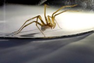 Científicos chilenos son premiados en Reino Unido luego de descubrir un curioso hábito de la araña de rincón