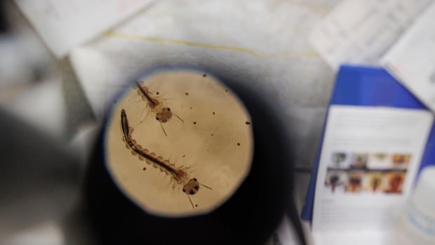 Why insect-transmitted illnesses are emerging threats in Canada and beyond