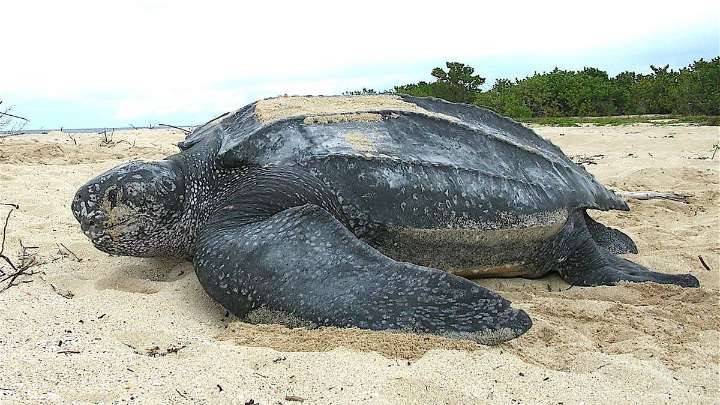 Aparece en Tenerife la tortuga marina más grande del mundo