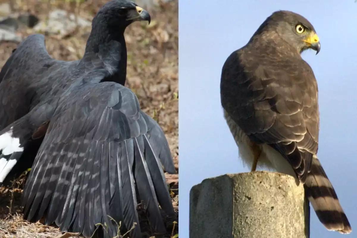 Policía Ecológica de Kanasín rescata dos aves rapaces y las entrega a la Profepa