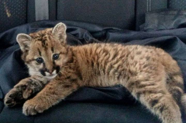 Rescataron a una cachorra de puma