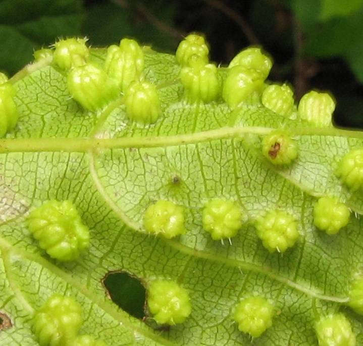 La plaga que arrasó Europa pero no pudo con el suelo volcánico de Canarias
