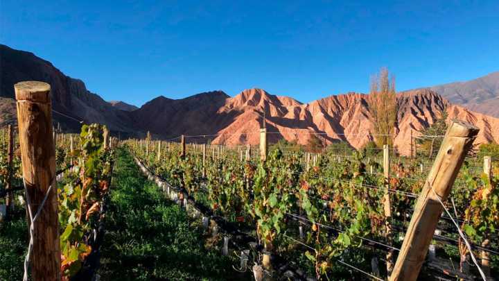 Vinos de altura: las cualidades que justifican su prestigio