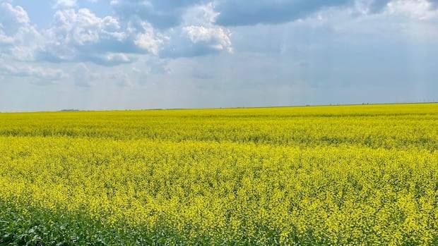 'Uncertainty is the only thing that is certain': Sask. farmers react to Chinese duty on canola