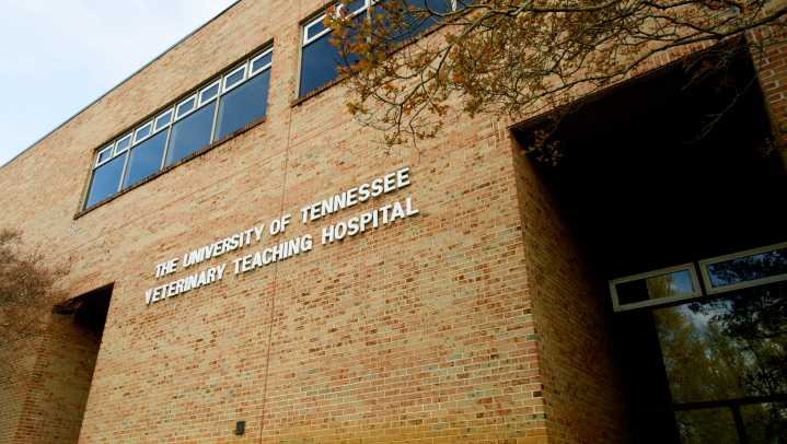 Baby Seven horse dies but leaves huge legacy at UT