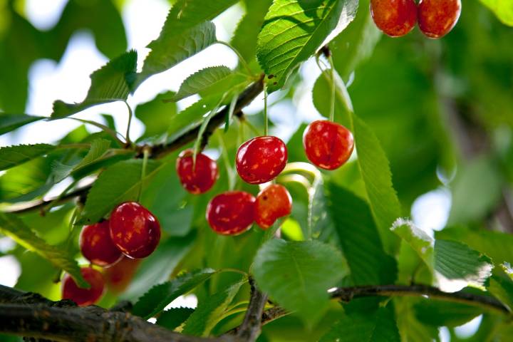 Crisis en Oregon: agricultores luchan por falta de trabajadores debido a ICE