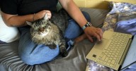 Photos of pets in dorms: Colleges are welcoming animals to help students feel at home