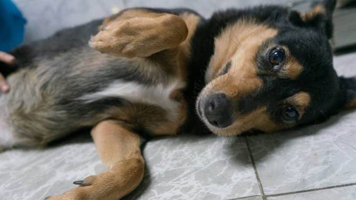 Castración de mascotas: Un acto de cuidado y responsabilidad, según veterinario Douglas Ramos #16Ago