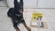 Un perro detector, sorprendió al pasajero de un colectivo que llevaba más de medio kilo de cocaína