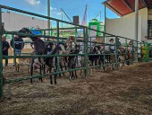 Impulsa gobierno estatal la caprinocultura