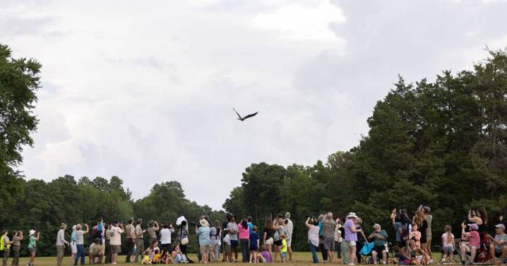 Hundreds flock to Pocahontas State Park for eagle release