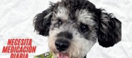 Familiares buscan a ‘Slash’, un perro de un año que necesita medicación diaria