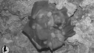 Al murciélago carnívoro más grande del mundo le gusta abrazar a sus familiares