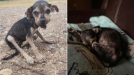 Skeletal Puppy Was Minutes Away From The Inevitable, But Texas Border Patrol Intervened