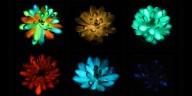 Cómo son las plantas suculentas luminosas que brillan en la oscuridad