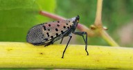 ‘Squash on sight’: Virginia battles invasive spotted lanternflies
