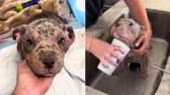North Carolina Foster Gives Mangy Dog A Nice Bath, Her Reaction Is Heartwarming