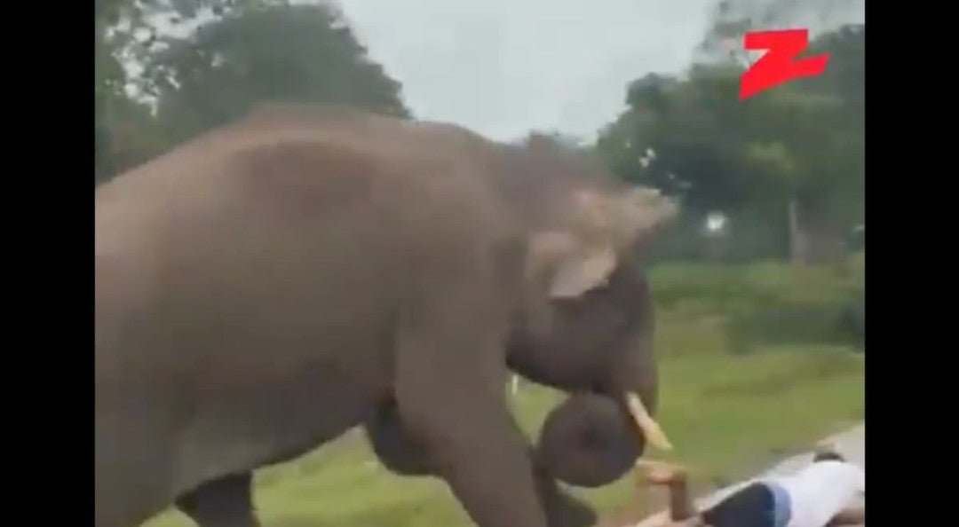 Selfie mortalmente imprudente: el encuentro que casi le cuesta la vida a un turista en Bandipur