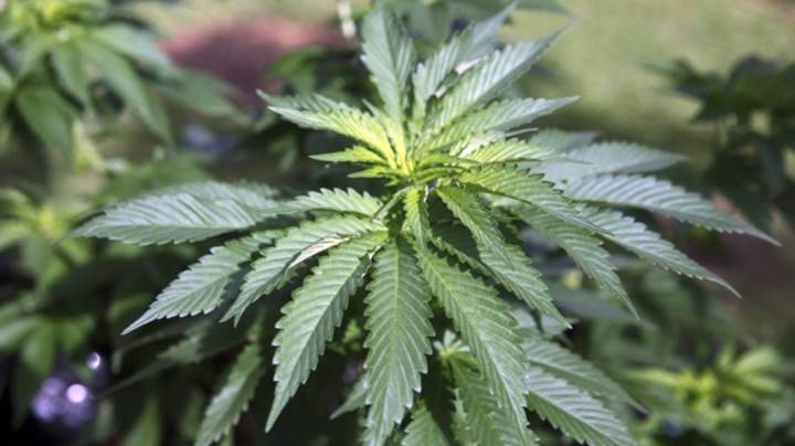 Trump could finish Biden’s marijuana reform 