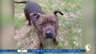 Northern Michigan Animal Shelter looking for Fur-Ever home for dog that’s been there too long. Meet Mr. Pants!