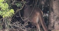 Cougar sightings continue 1 week after initial spotting