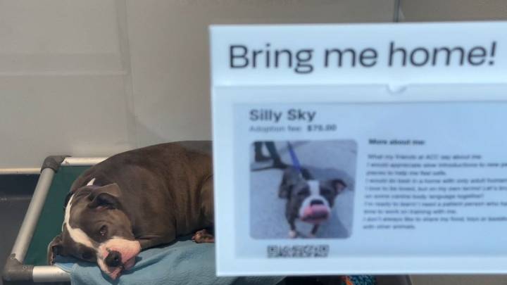 City shelters resume accepting pet surrenders