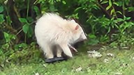Rare albino raccoon spotted in Mahoning County