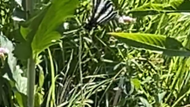 Rare butterfly spotted for 1st time in over a century at Toronto's High Park