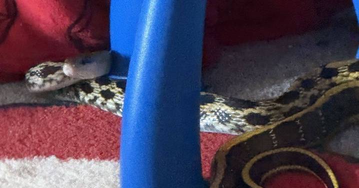 Mum discovers 7ft snake next to daughter in toddler's bedroom