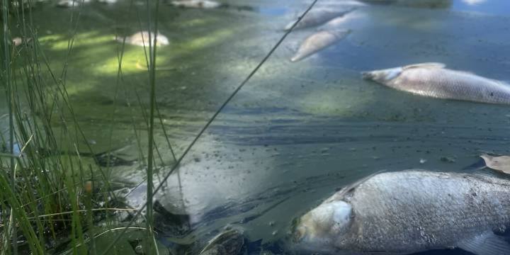 KDHE: Dead fish found in Chisholm Creek Park caused by low dissolved oxygen
