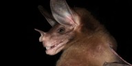 El vampiro de aspecto aterrador no es un depredador solitario: comparten presas, se abrazan y crían en familia