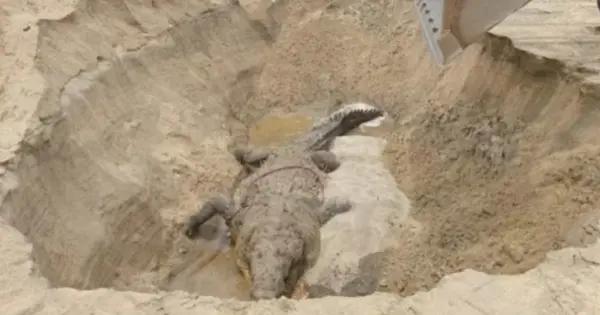 Fallece el cocodrilo Lucho en La Ventanilla, Oaxaca