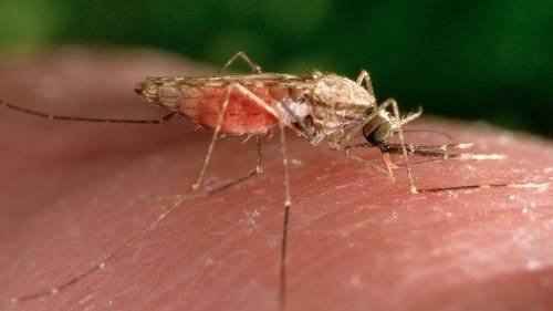 NYC West Nile virus: First cases reported by Health Department in 2 residents from Queens
