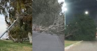 El viento Zonda que azota a San Juan, deja árboles caídos, postes y cortes de luz
