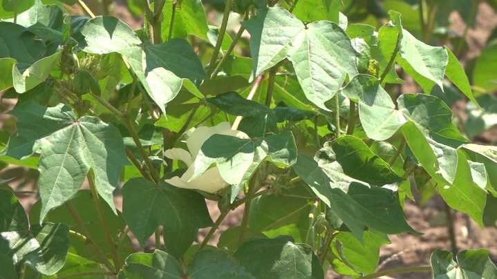 Concho Valley farmers seek more rain for cotton crop