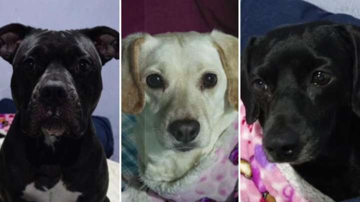 Policías de la CDMX Rescatan a Mascotas de Mujer que Fue Desalojada en Iztacalco