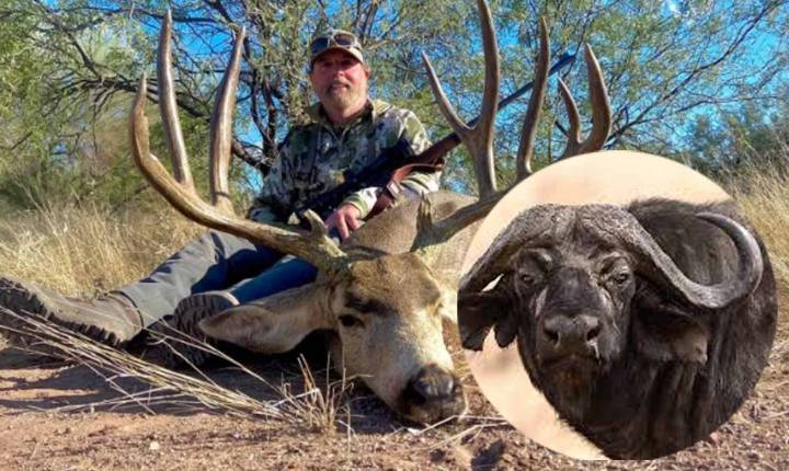 Búfalo caza a millonario cazador texano durante safari en Sudáfrica