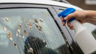 Adiós al excremento de paloma en el auto: cómo limpiarlo con un simple ingrediente casero