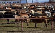 Gusano barrenador se alimenta de la carne viva de sus víctimas, advierten
