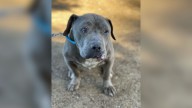 Sweet Senior Dog Can't Stop Crying After Being Overlooked At California Shelter For So Long
