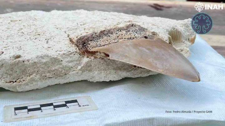 Dientes de megalodón hallados en cenote de Q. Roo ya están en exhibición, ¿en qué museo puedes verlos?