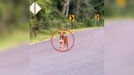 Texas Woman Takes Detour, Only To Be Shocked By The Furry Animal She Finds On The Road