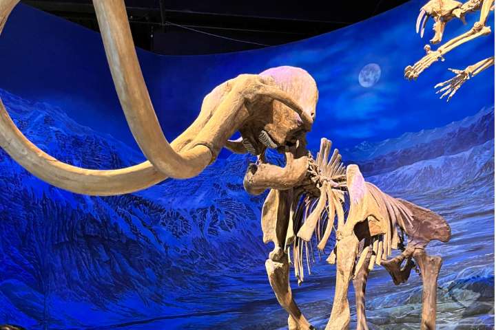 Downtown Red Deer Public Library to host Royal Tyrell Museum pop