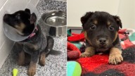Wisconsin Shelter Pup Left Behind While His Siblings Find Homes
